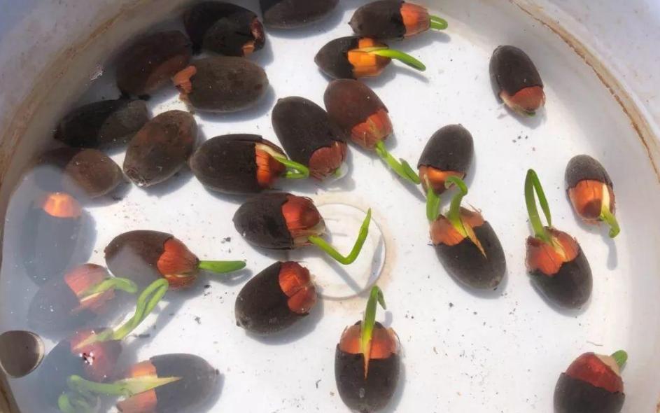 If you grow a bowl of lotus in summer, what causes the plant not to