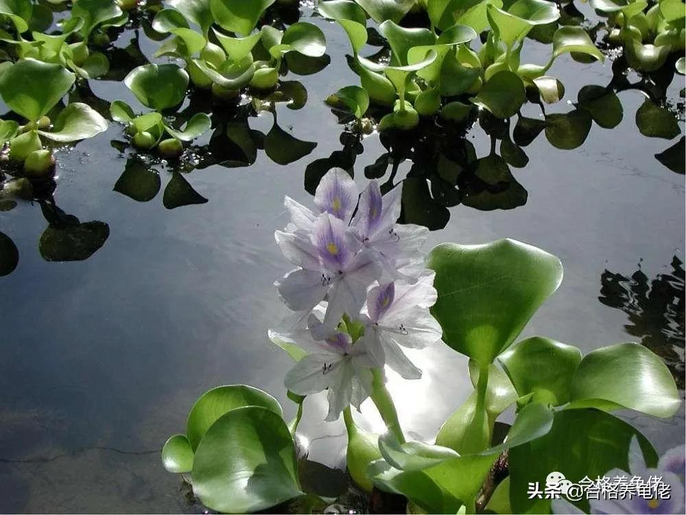 Is it reliable to place water hyacinth in a turtle tank? iMedia