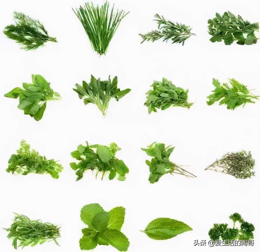 春天吃野菜正旺季 3种野菜炒前需焯水 为了家人好 再懒也要做 爱生活的陶哥 Mdeditor