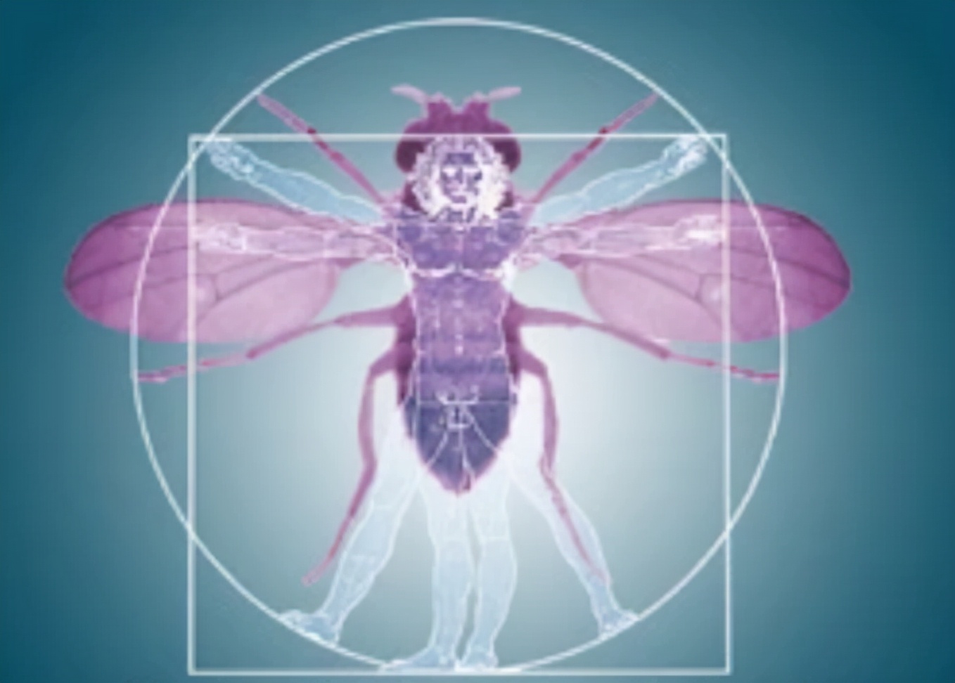 The similarity rate of genes between humans and fruit flies is as high