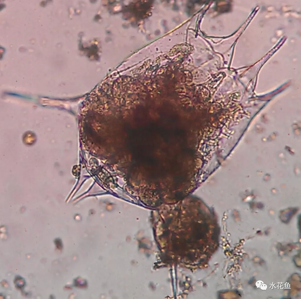 浮游动物与水产养殖:不能多也不能少,保障水生态系统的生物平衡