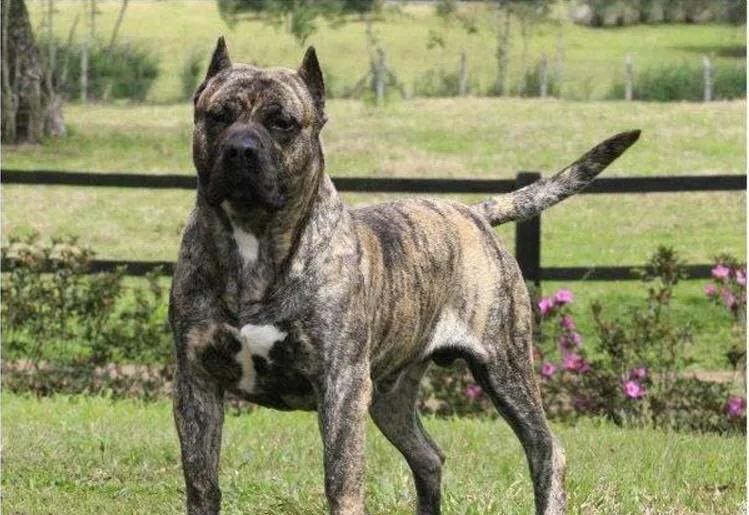 各国猛犬大全，建议收藏