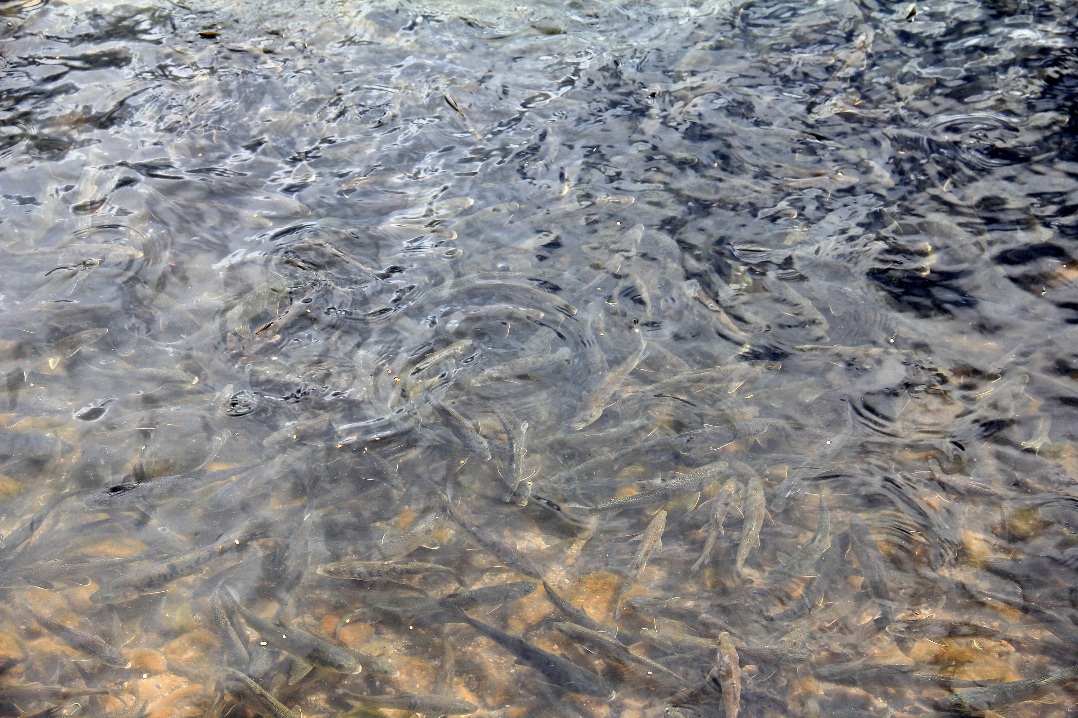 也是非常独特的景观,由于羊卓雍措湖里有很多的鱼,到每年的6月份的