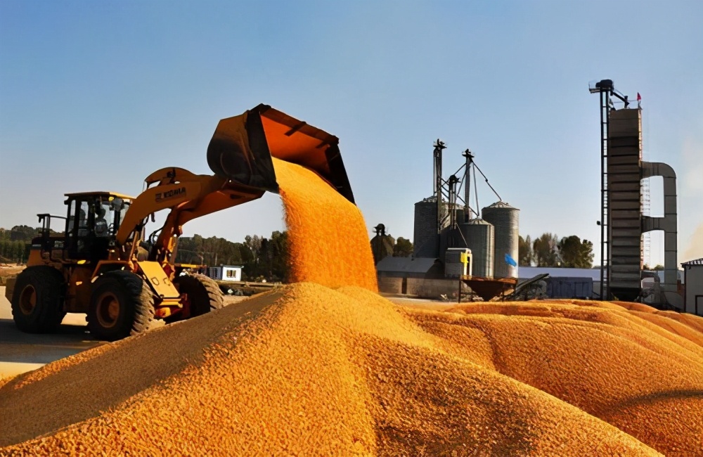 玉米价格走势进入关键点 东北第二家企业下调新粮收购价格