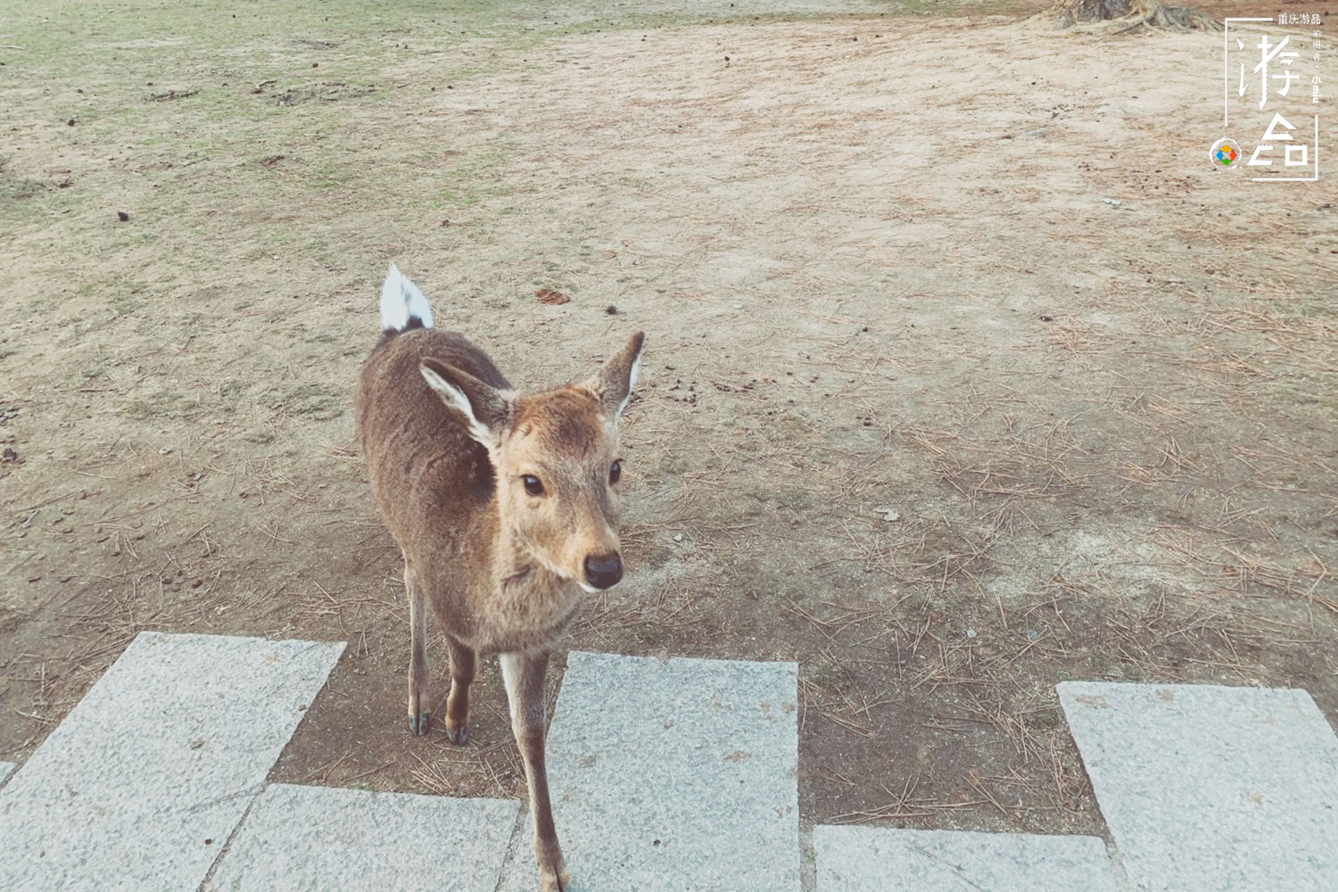 在日本奈良给小鹿当“饲养员”，饲料200日元一份，还必须说英文