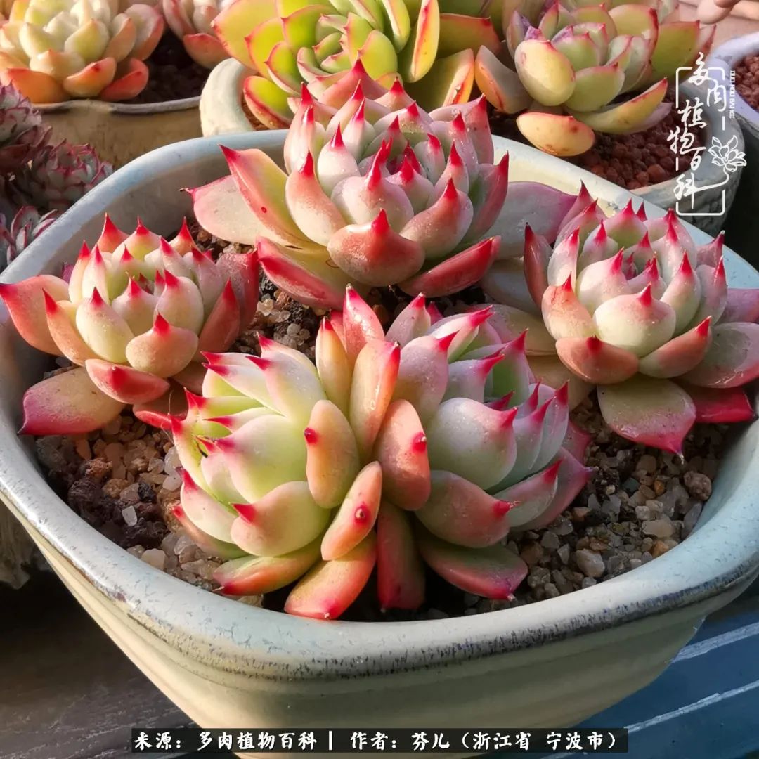 春涌江南庭中绿 风梳多肉一轮苏 多肉植物百科 Mdeditor