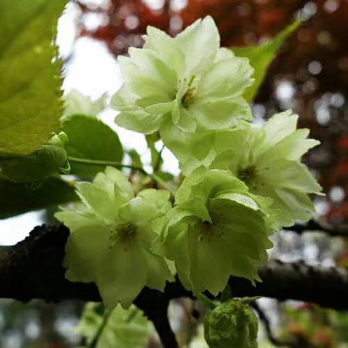 You had seen precious is rare cherry of rare the root-tuber of aromatic turmeric