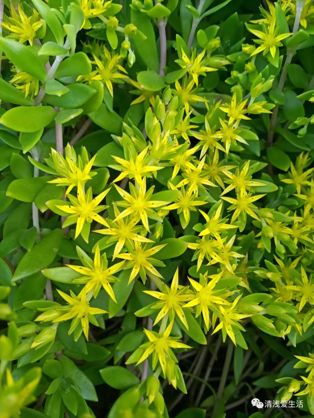 种了80平 等待8个多月就是为了看垂盆草花开 夏不怕旱冬不怕冻 资讯咖 种了80平 等待8个多月就是为了看垂盆草花开 夏不怕旱冬不怕冻 资讯咖