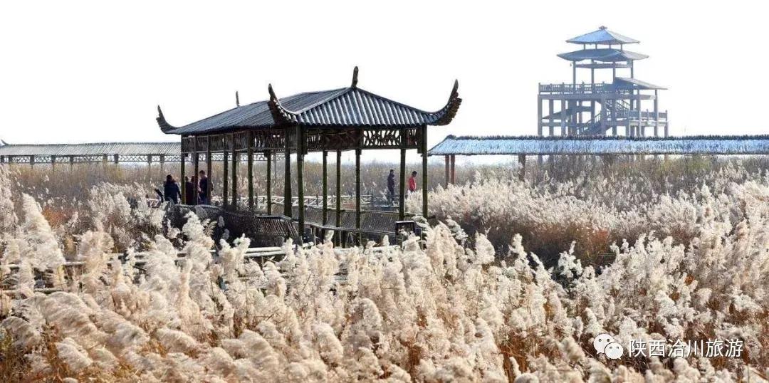 洽川濕地蘆花飛舞，沉醉了時(shí)光，驚艷了你