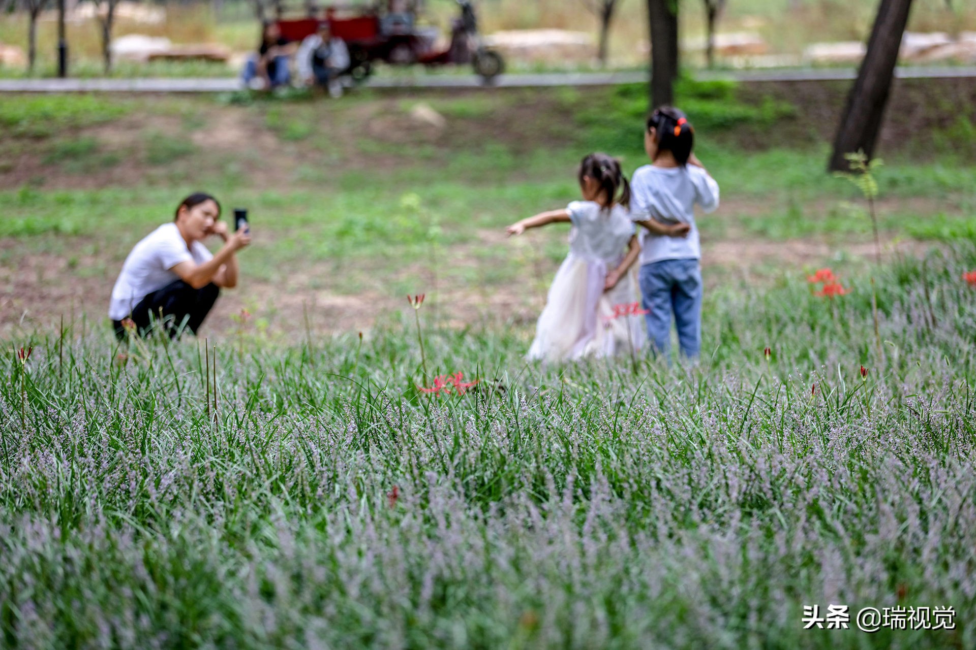 彼岸花 花叶不相见 球根有剧毒 资讯咖