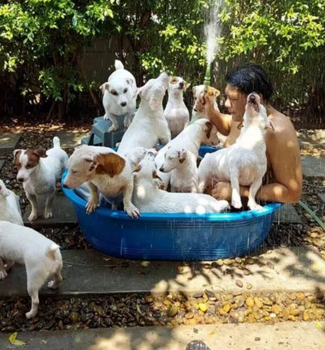 男子一口气养了20只狗，把整张床都铺满了：连买被子的钱都省了