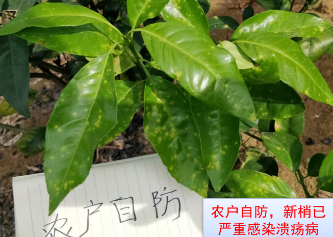 细菌性病害频发无好药？试试大蒜素，预防治疗兼备还具有附加功能