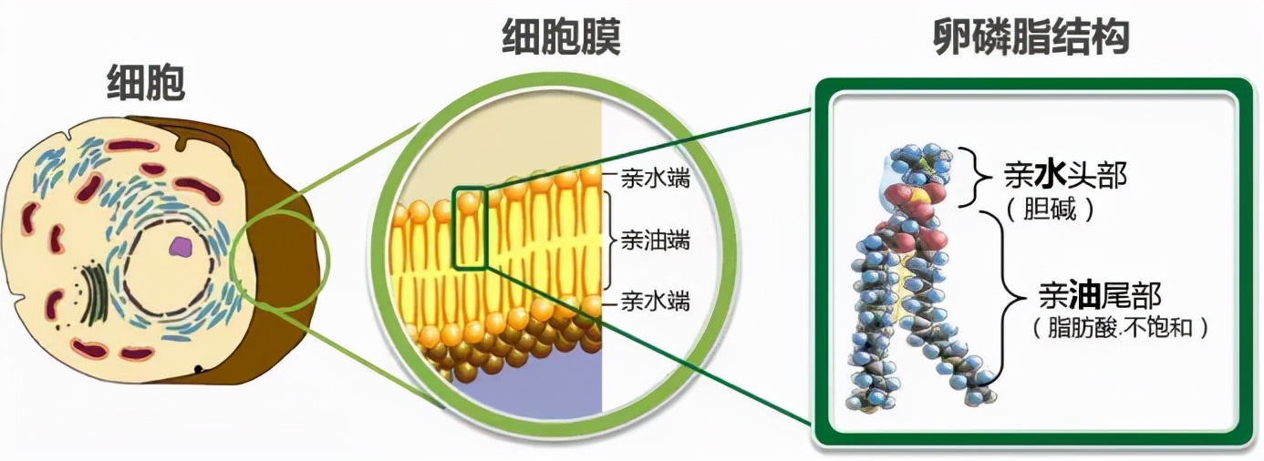 Lecithin granules can help you fix the "problems" of dogs iNEWS