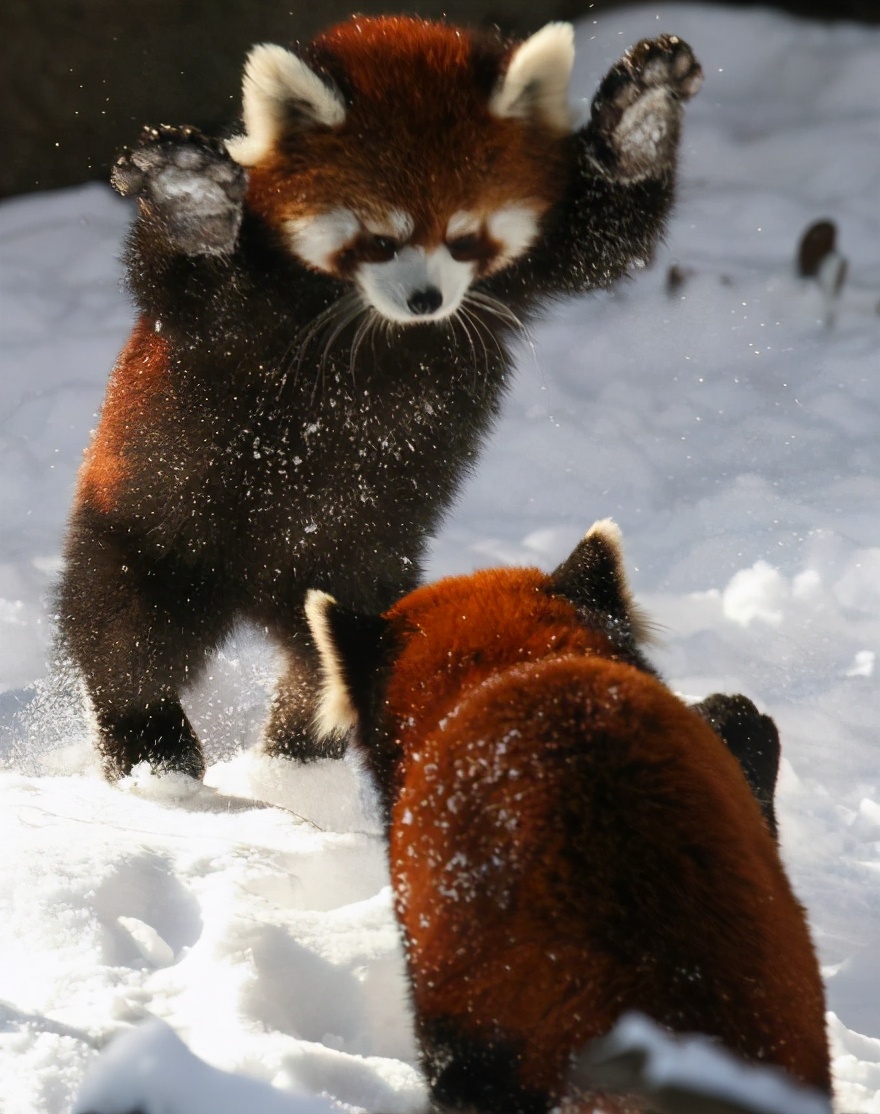 The giant pandas are safe, but the red pandas are about to disappear ...