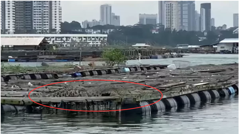新加坡码头甲板上潜伏一只巨鳄，以后再也不敢去码头浪了