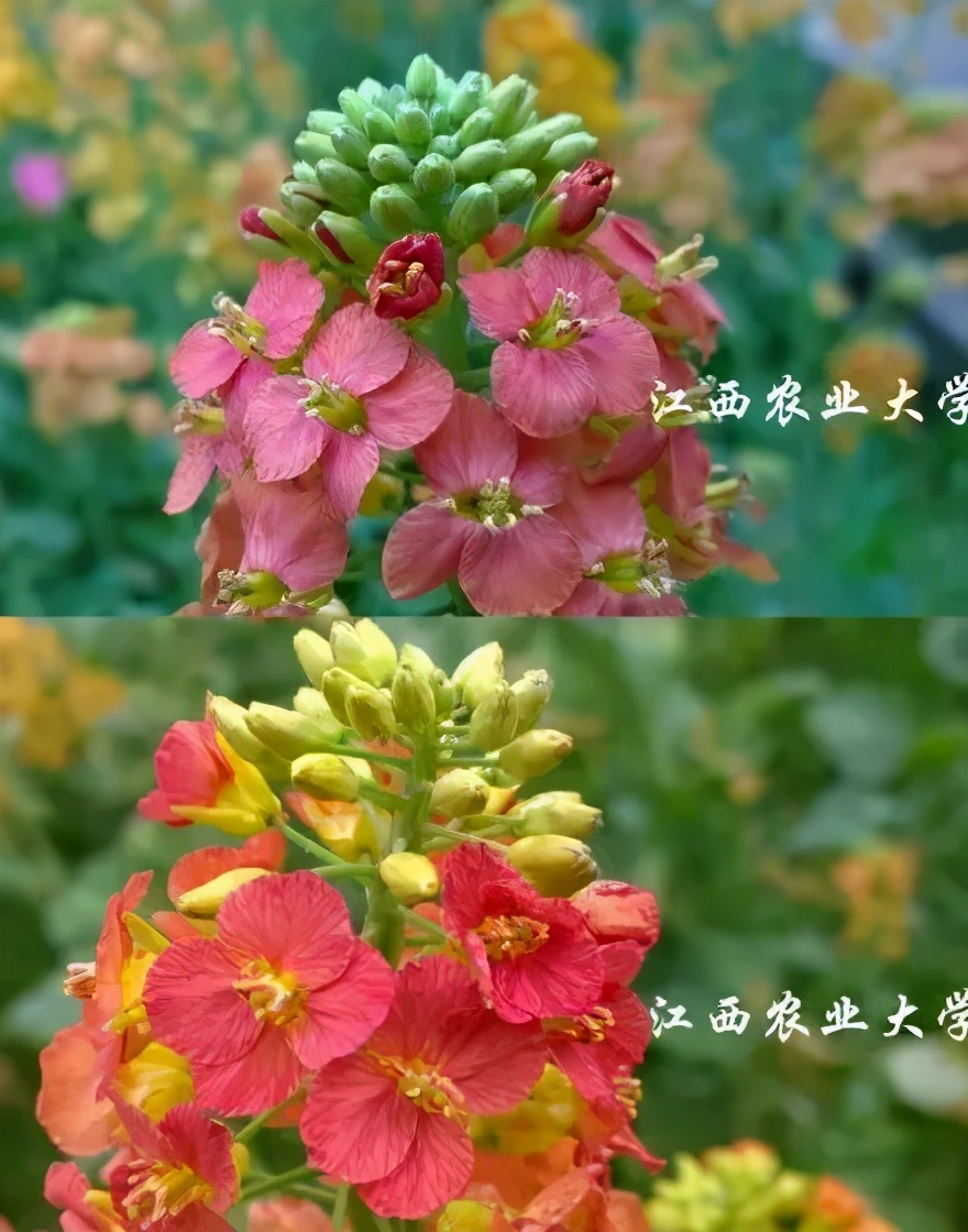 【8点见】法院悬赏“通缉”湘A88888法拉利