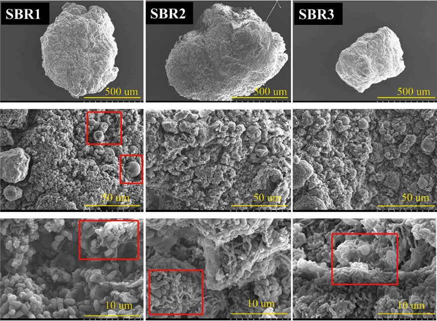 沸石粉对好氧颗粒污泥造粒、脱氮除磷的强化作用及其相互作用机理