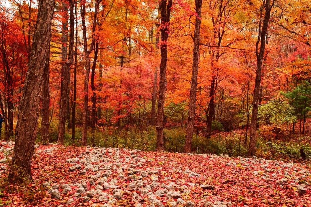 Missing these 14 maple viewing areas in November is equivalent to missing the entire autumn