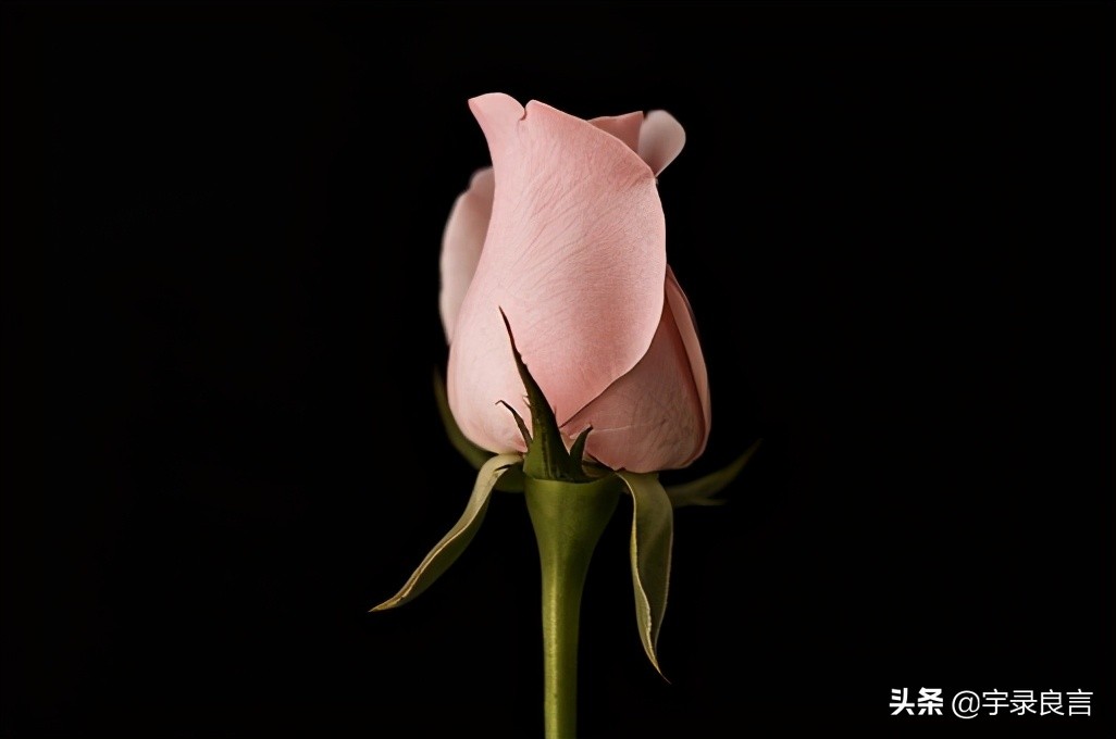 很现实的人生感悟短语 人真的太现实了的句子图片