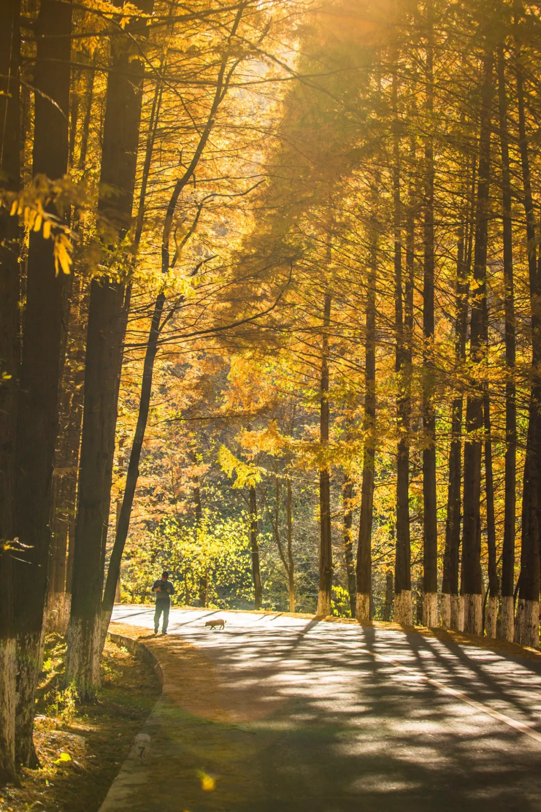 There is a heartbeat called the autumn of the Qinba Mountains!  Red leaves in clear autumn, encounter romantic scenery