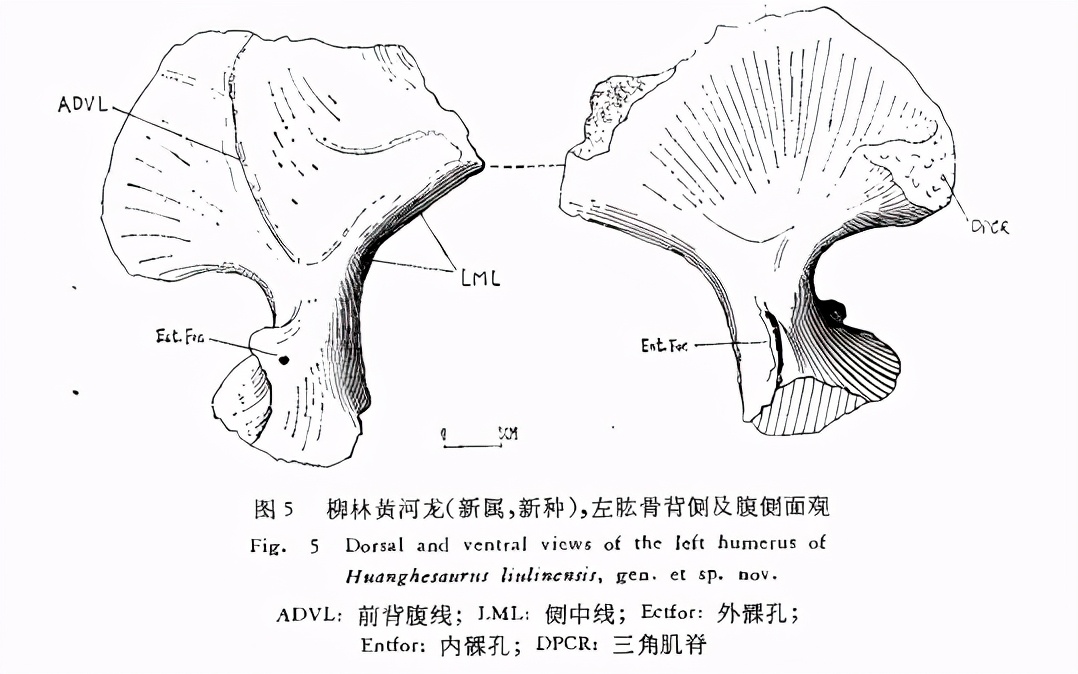 山西柳林的鋸齒龍類化石(柳林黃河龍) - 資訊咖