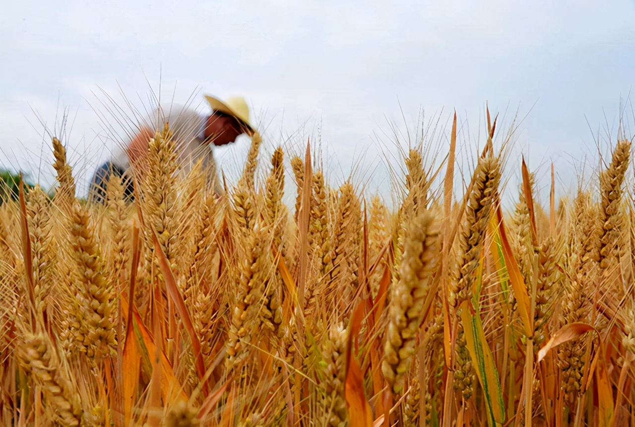 丰收年！全年粮食总产量13390亿斤，水稻玉米小麦还涨价吗？