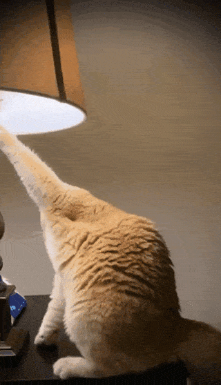 猫咪：抖音上你的身材和实际上你的身材，简直不能太现实