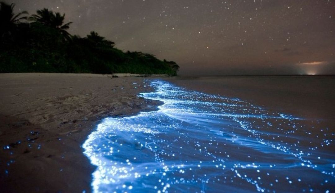 大连又现荧光蓝海水，曾造成1500斤鲻鱼死亡，海面为何是荧光色？