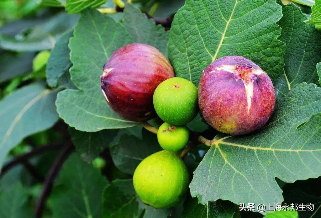 无花果好养活？记住这个方法，一月枝杆变新株