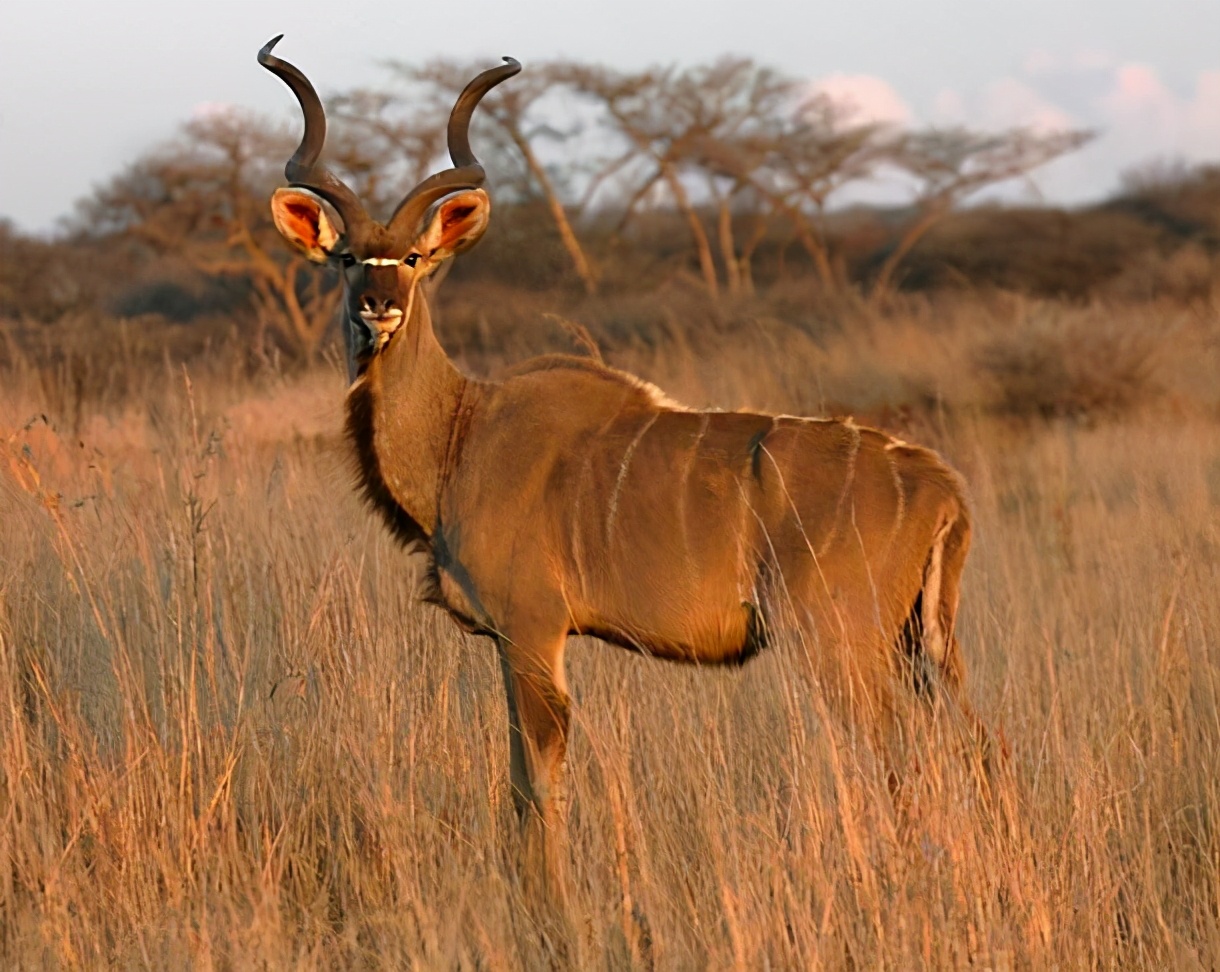 非洲神秘的野性力量——Meermin Kudu Jumper半工装靴