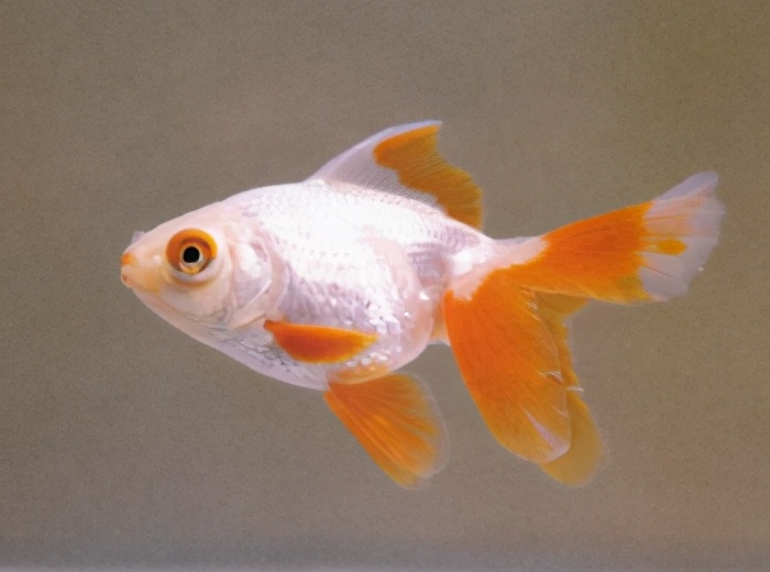 漂亮的金鱼欣赏108种