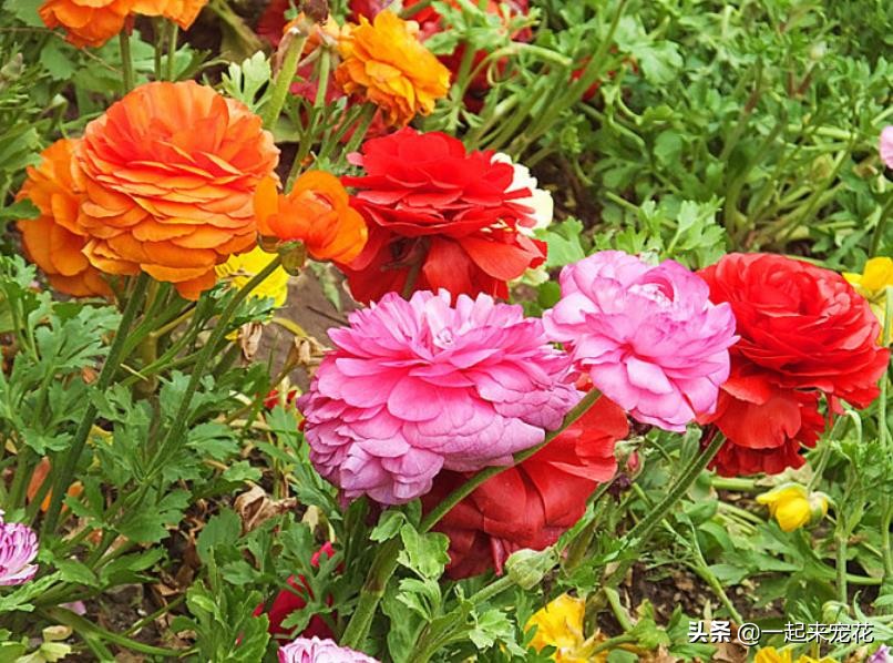 The flower type of this flower resembles a peony, and it is easier to