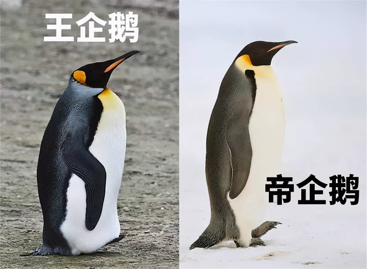Antarctic discovers the world's first golden penguin, scientist gold