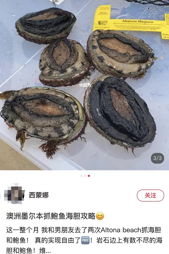 澳洲“抓鲍鱼秘境”！轻轻松松抓10只，超量捕捞会被罚款哦