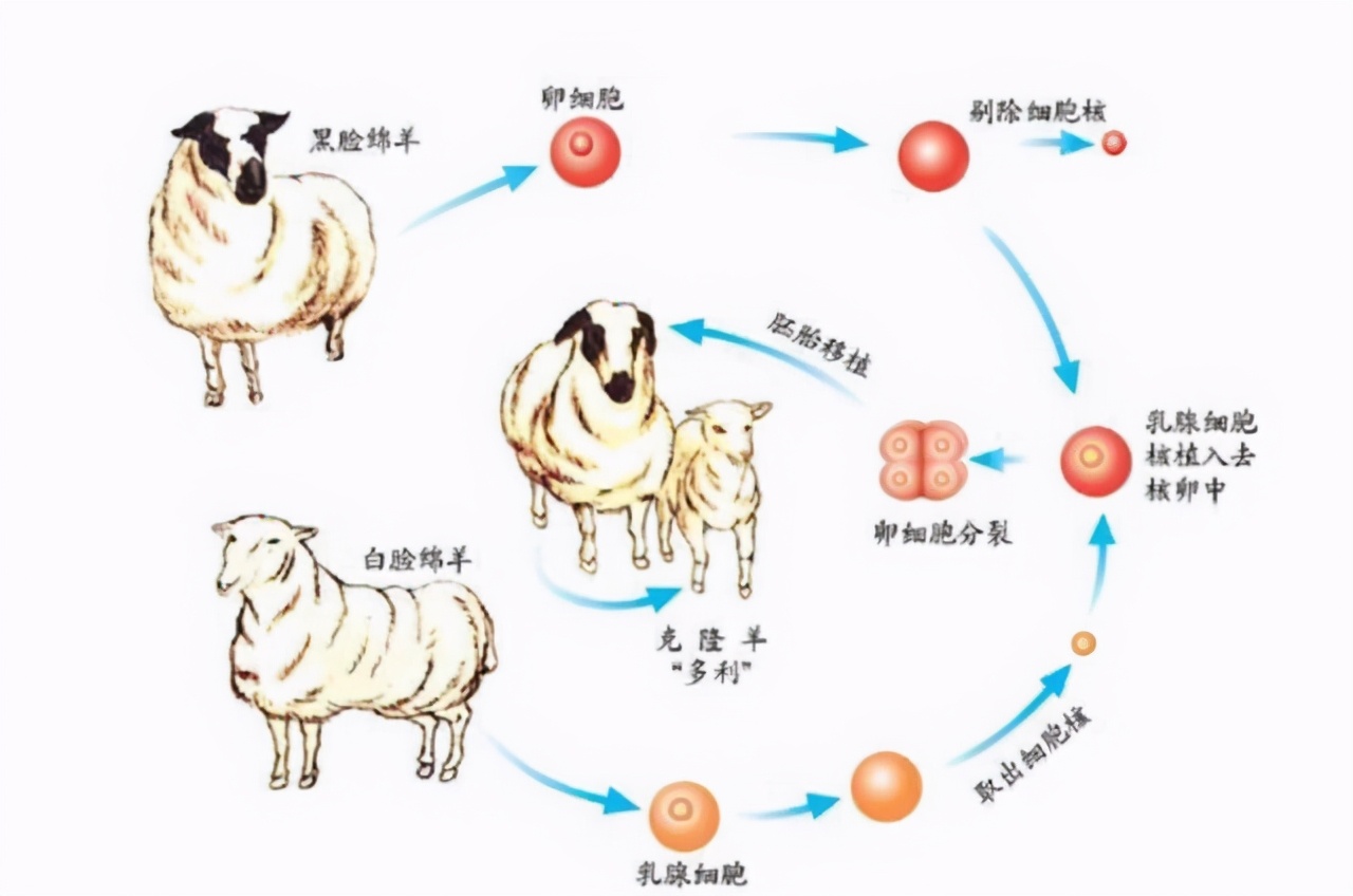 世界第一個克隆動物多莉羊,最後因何死亡,壽命為何那麼短? - 頭條匯