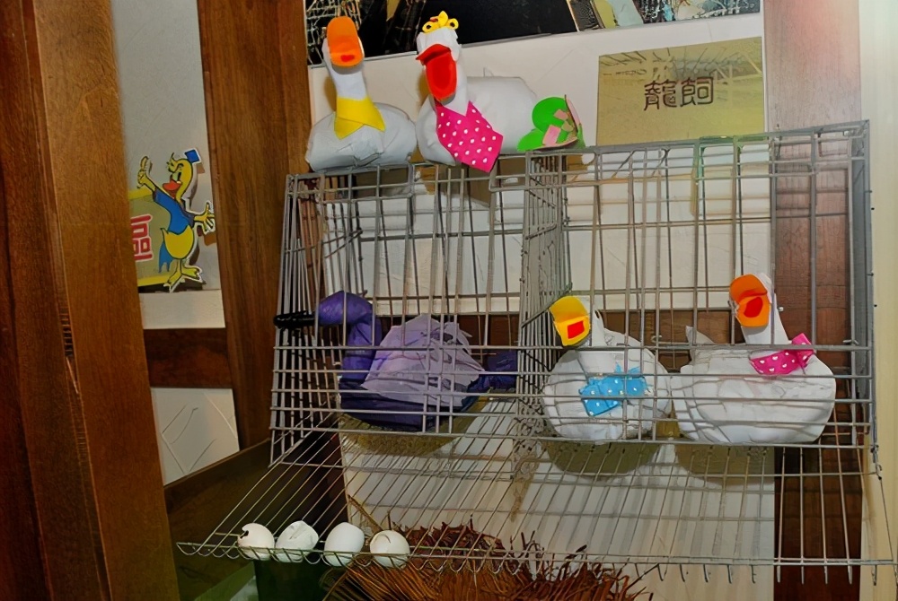 看完博士鸭，变成鸭博士