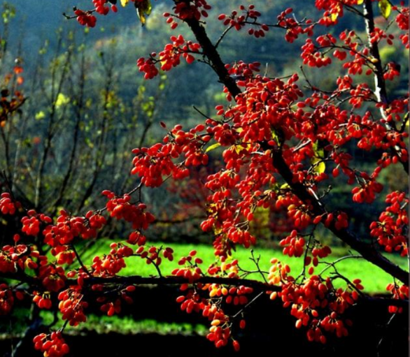 脱贫攻坚|西峡县军马河镇：小小山萸肉，卖出脱贫路