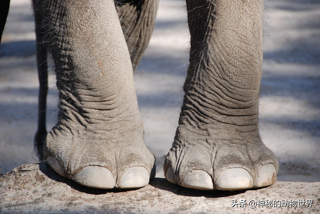 大象的脚印像什么大象神奇的脚它们用脚尖在走路还可以用脚听声音