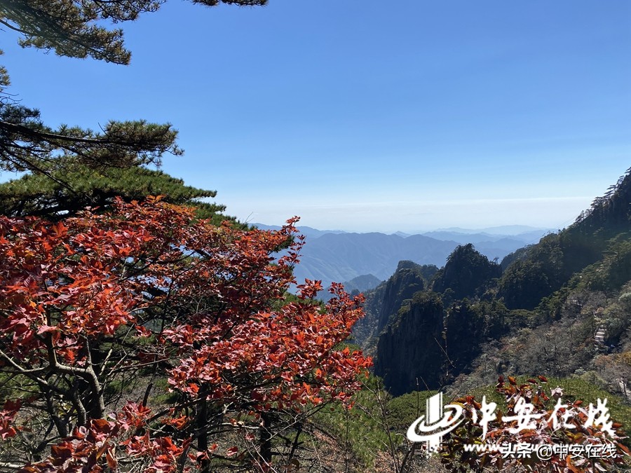 Huangshan Scenic Area enters the best viewing period of autumn