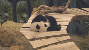 荷兰熊猫宝宝梵星的首场粉丝见面会