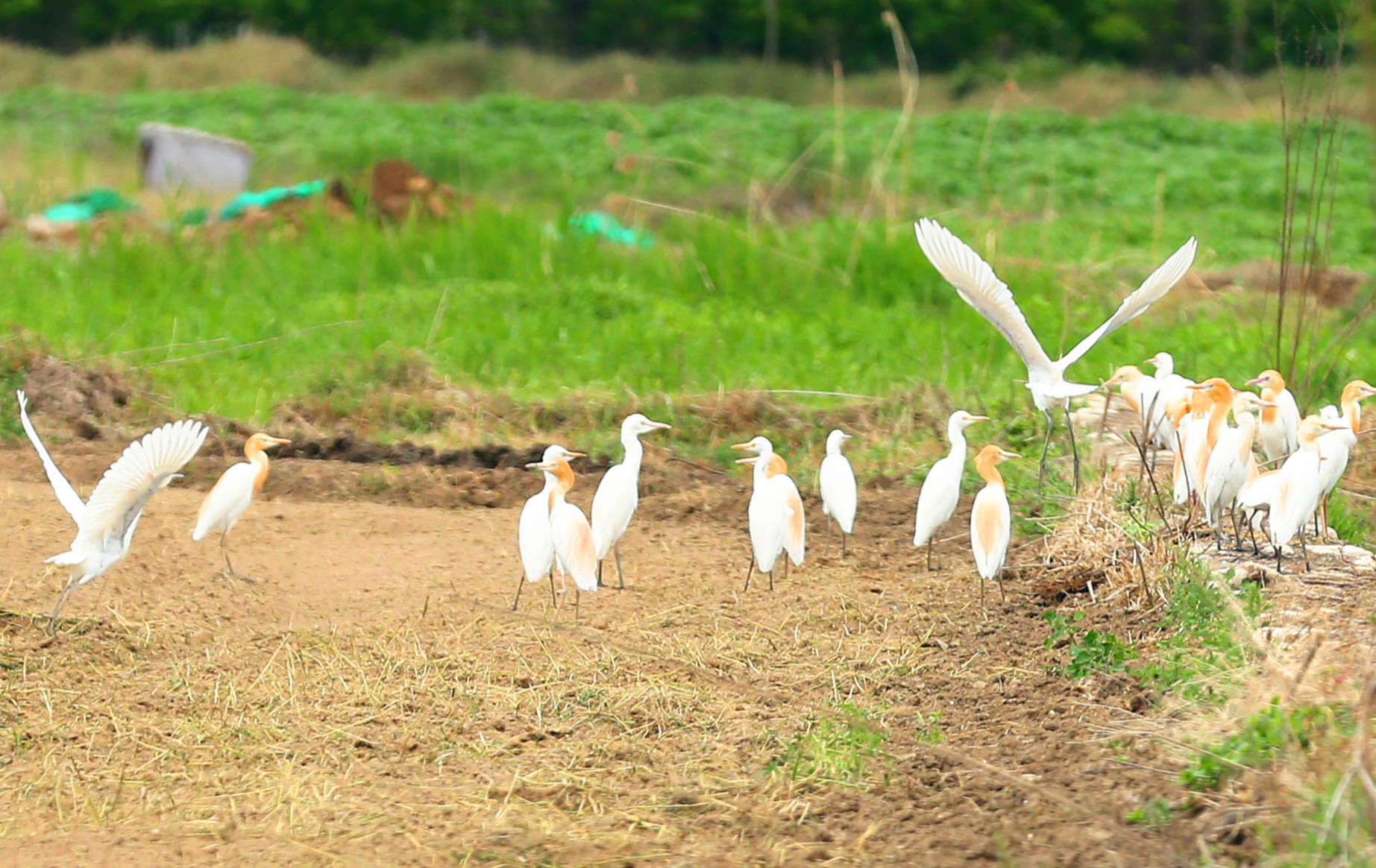 又至秦岭脚下“江南水乡”插秧季