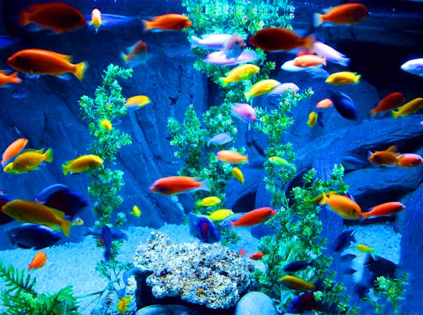 山东旅游：蓬莱探秘海洋极地世界（图）