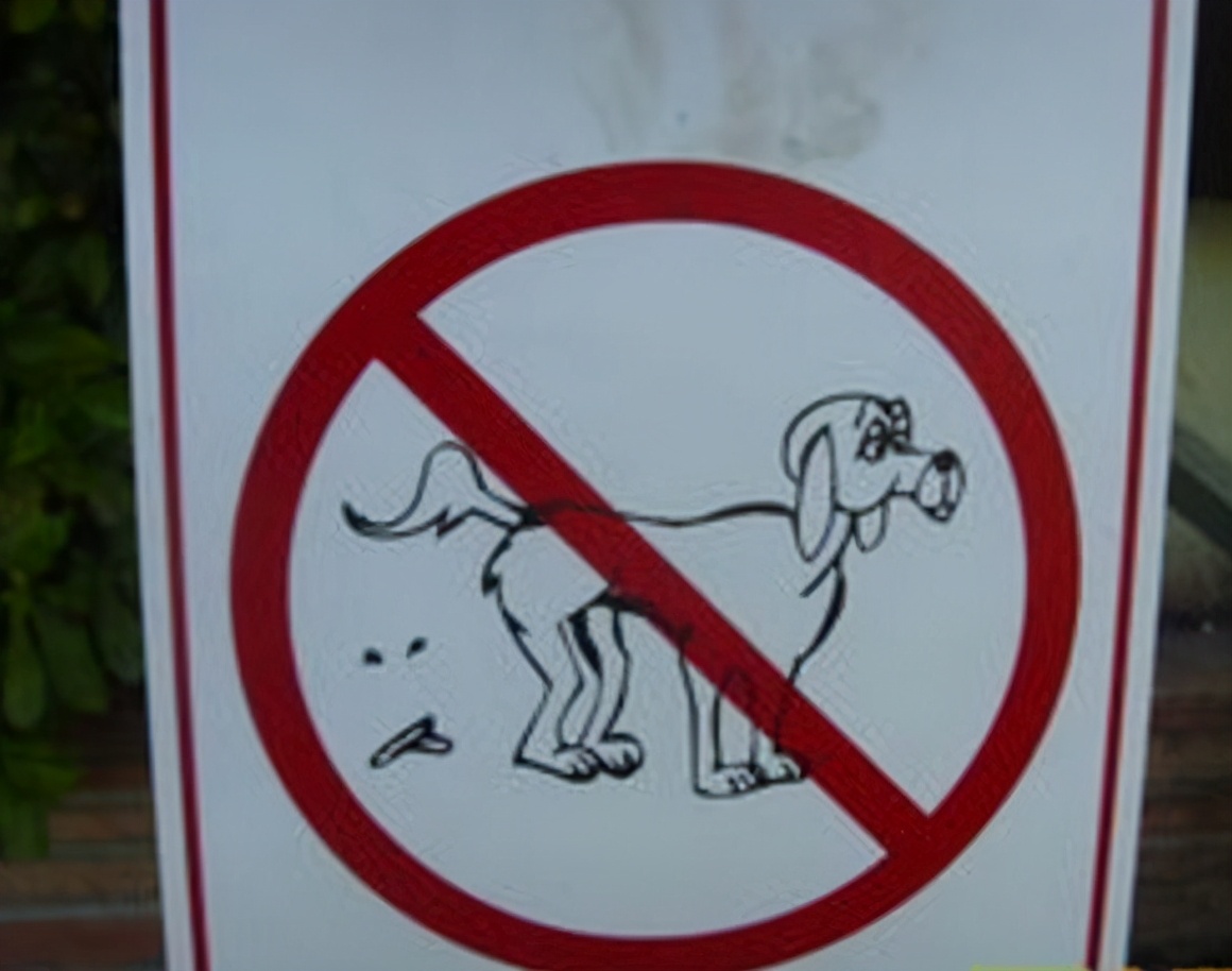 Why is the Chinese Country Dog banned iNEWS