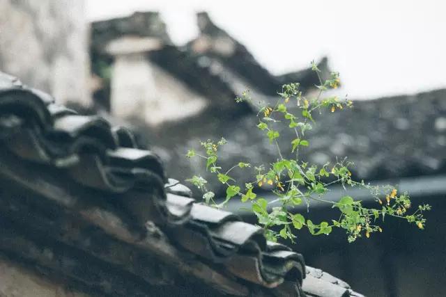 五九尽处又逢春，在西递，邂逅故乡里的烟雨