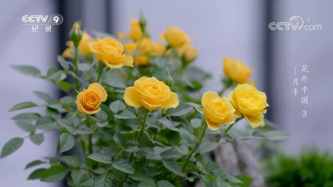 原来“花”也是一种对话，这部纪录片如何记录