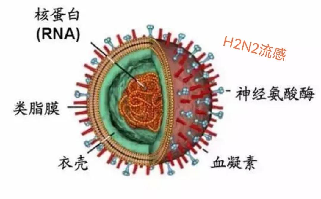 全球历史几大瘟疫死亡人数