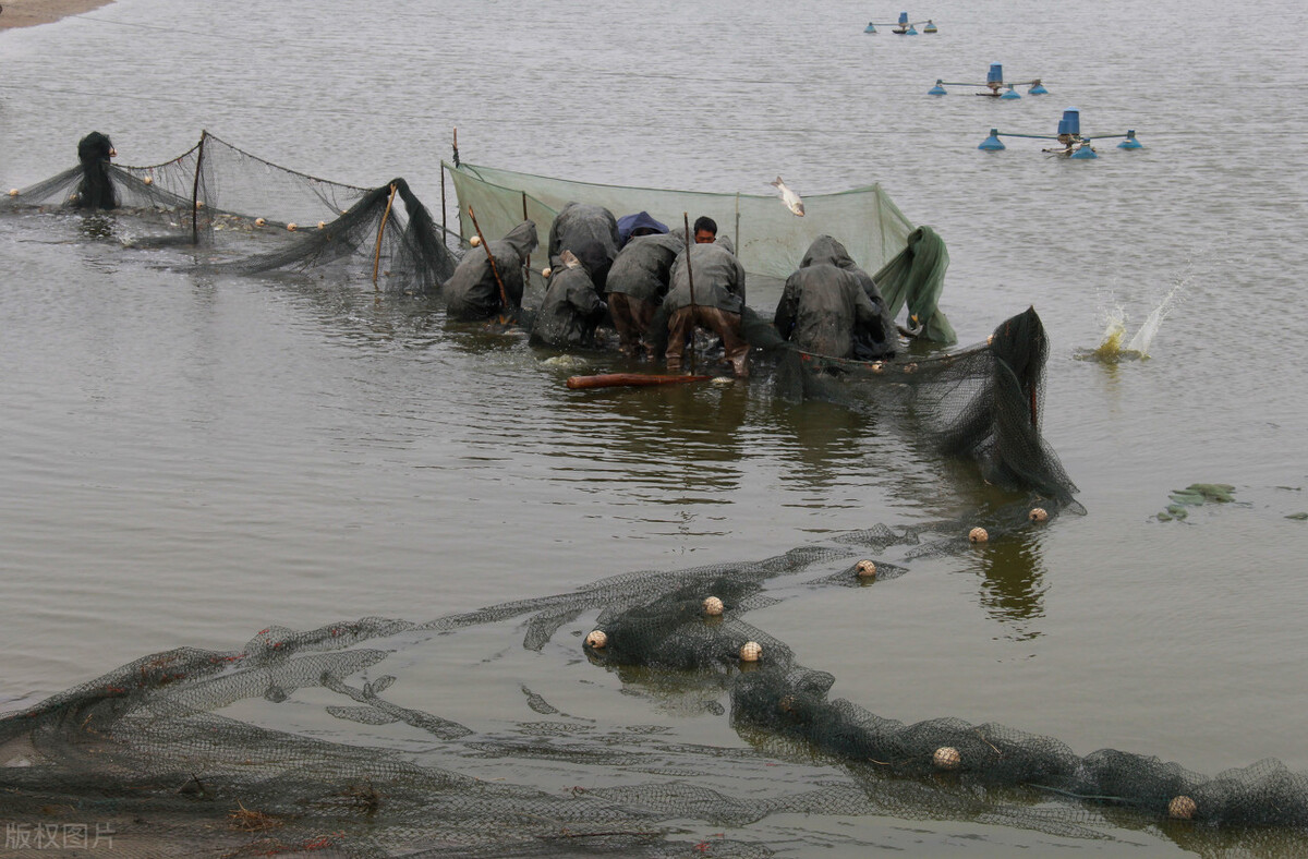 黃河的“重病”：調(diào)水調(diào)沙19年，中下游“流魚”成死局？