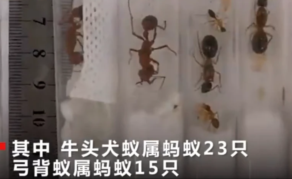 38隻毒螞蟻進入山東被查，毒性有多強？相似毒蟻15分鍾內可要人命