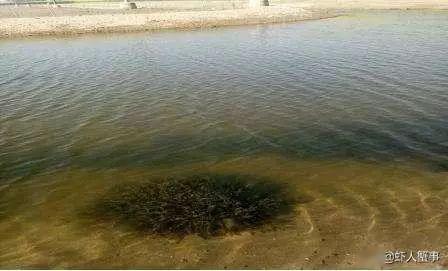 水产养殖就得常改底 怎样正确改底有讲究