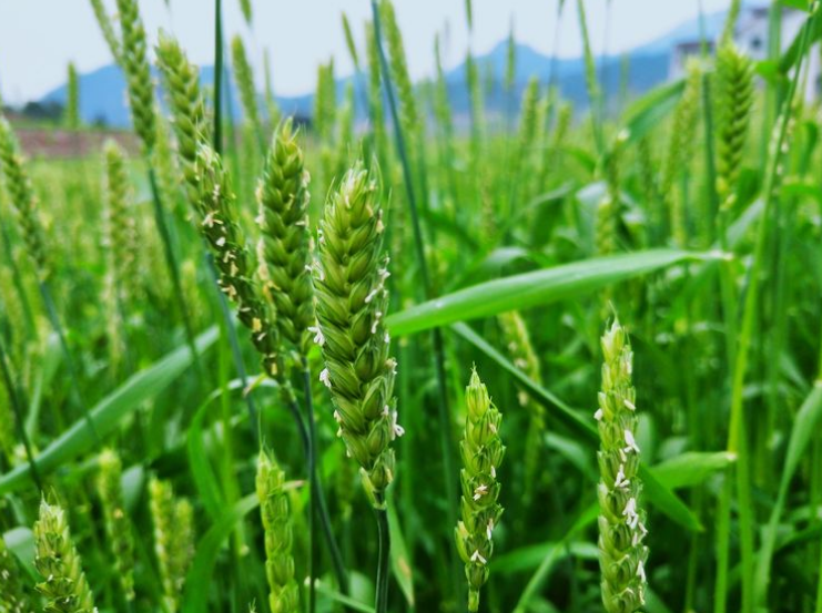 又是一年麦花香，十首麦花的诗词，风吹麦浪麦花飘香-第12张图片-诗句网